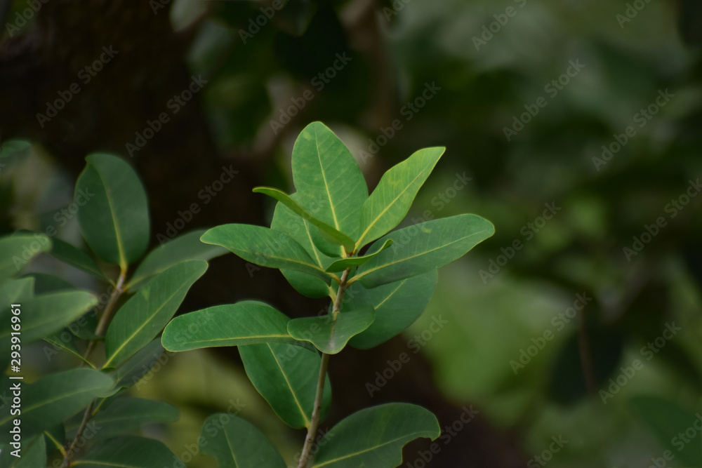 Beautiful green leaves Natural in the garden that looks fresh and comfortable to the eyes Beautiful green leaves Natural in the garden that looks fresh and comfortable to the eyes