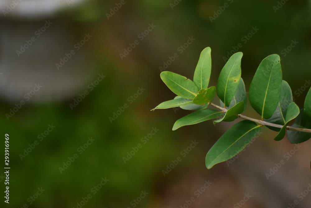  Beautiful green leaves Natural in the garden that looks fresh and comfortable to the eyes