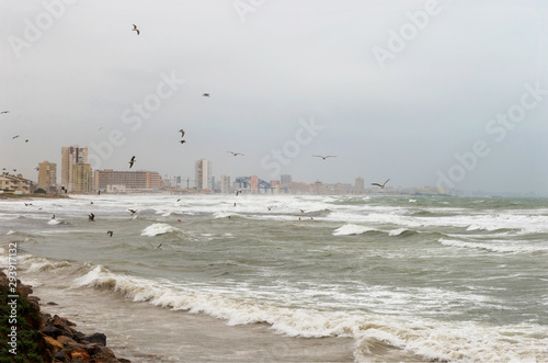 Seagulls fly over the sea during a storm. Mediterranean Sea. Cabo de Palos. Murcia. Spain. September 14, 2019.