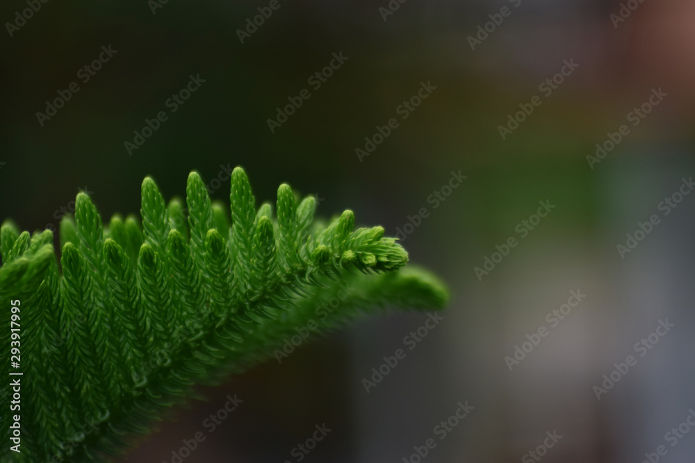 Naklejka premium Beautiful green leaves Natural in the garden that looks fresh and comfortable to the eyes