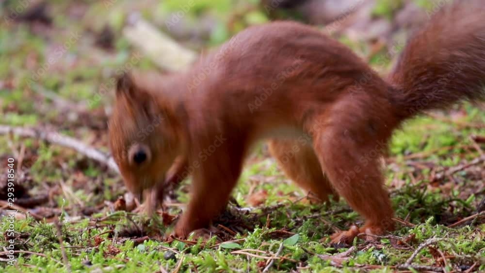 red squirrel, Sciurus vulgaris, close up on pine needle forest floor while stomping/hitting ground in act of caching nut during October, autumn/fall in Scotland. red squirrel, Sciurus vulgaris, close up on pine needle forest floor while stomping/hitting ground in act of caching nut during October, autumn/fall in Scotland.