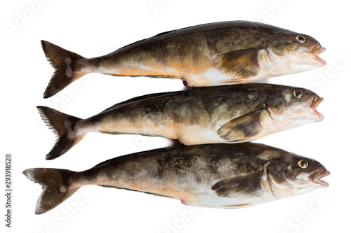 Freshly caught sea fish Arabesque greenling bass