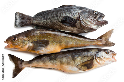 Fresh sea fishes Hildendorf bass and Arabesque greenling bass