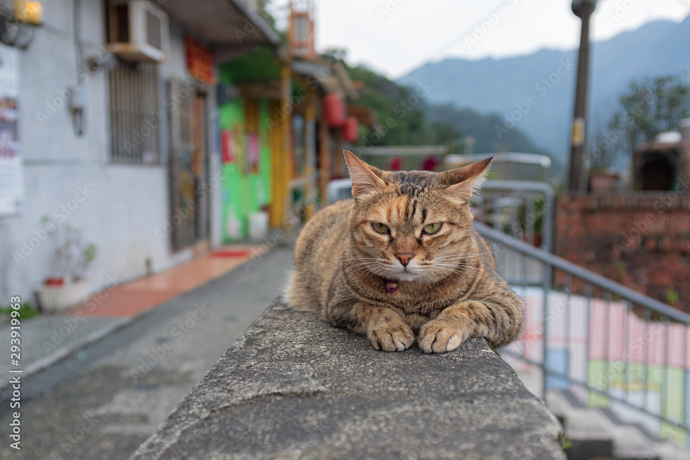 Obraz premium 台湾・十分の猫 1