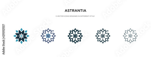 astrantia icon in different style vector illustration. two colored and black astrantia vector icons designed in filled, outline, line and stroke style can be used for web, mobile, ui photo