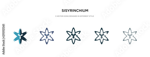 sisyrinchium icon in different style vector illustration. two colored and black sisyrinchium vector icons designed in filled, outline, line and stroke style can be used for web, mobile, ui © zaurrahimov