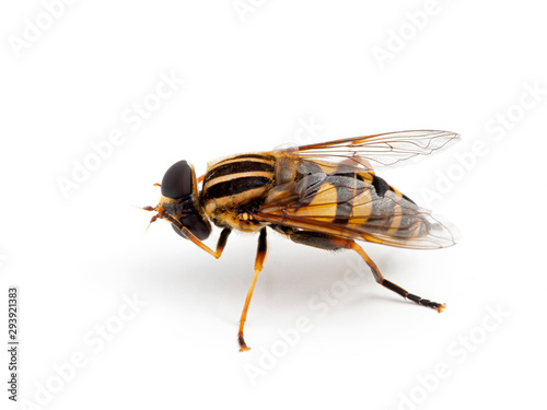 Colourful hover fly, Helophilus fasciatus, grooming its eyes and head with its front legs. Side view. Isolated.