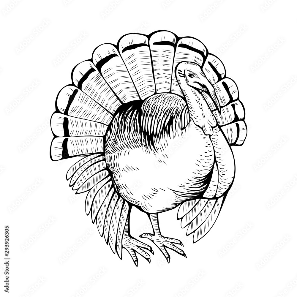 Turkey hand drawn vector illustration. Poultry farm animal. Gobbler,  domestic bird, fowl ink pen sketch drawing. Rural wildlife, farming  monochrome outline symbol isolated on white background Stock Vector | Adobe  Stock