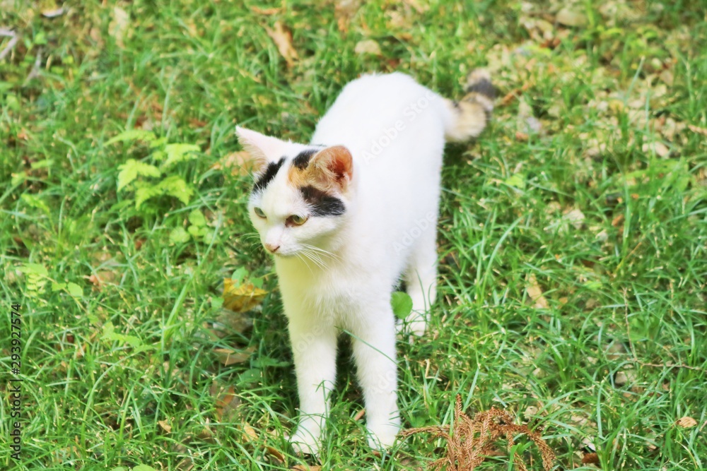 ねこ　みけ　秋　のらねこ　田舎