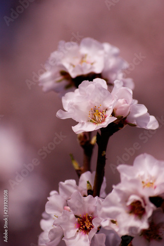 Flores de almendro en primavera