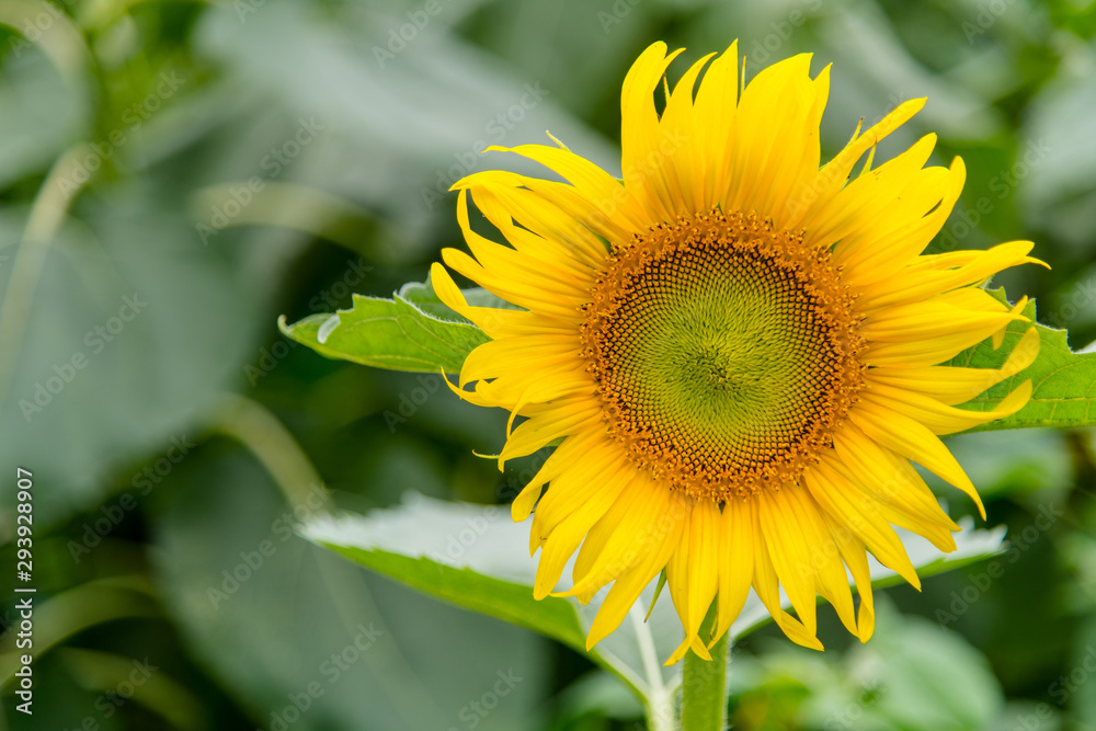 sunflower in the garden sunflower in the garden