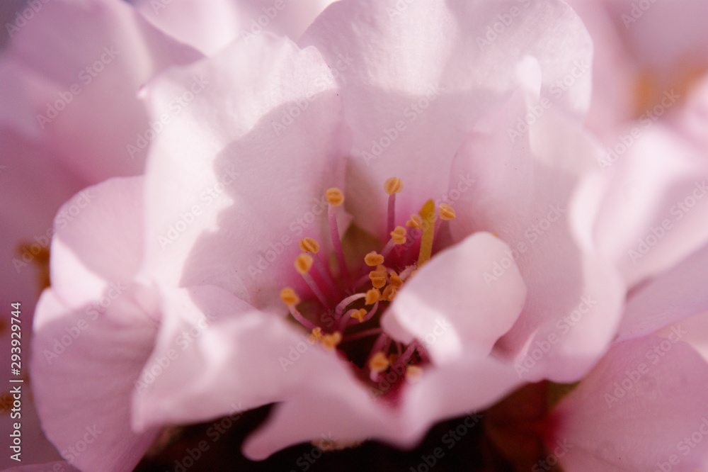 Macro de flor de almendro Macro de flor de almendro