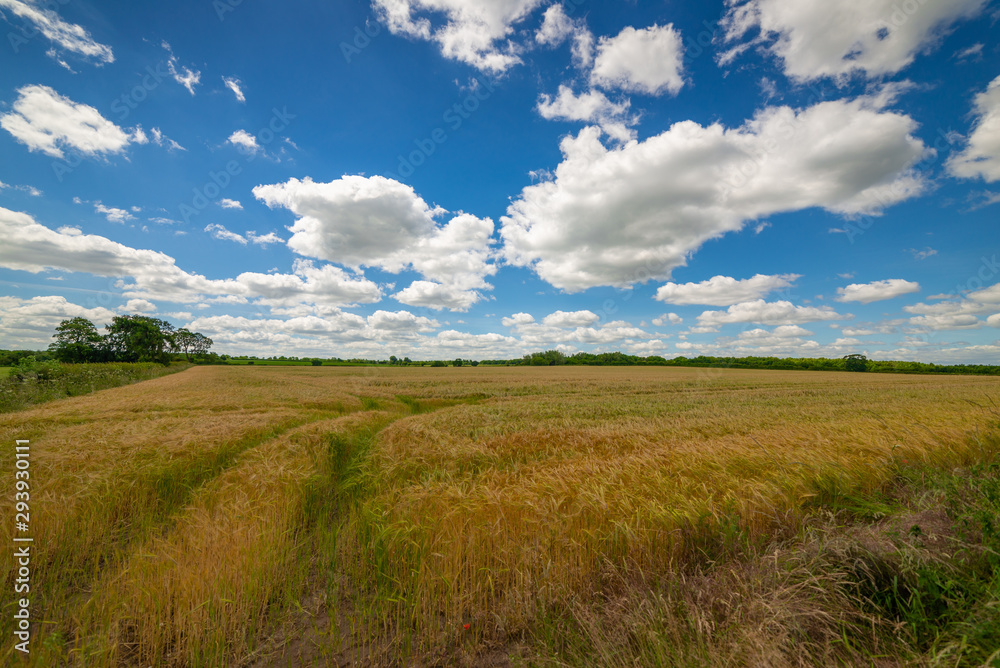 Field of wheat Field of wheat