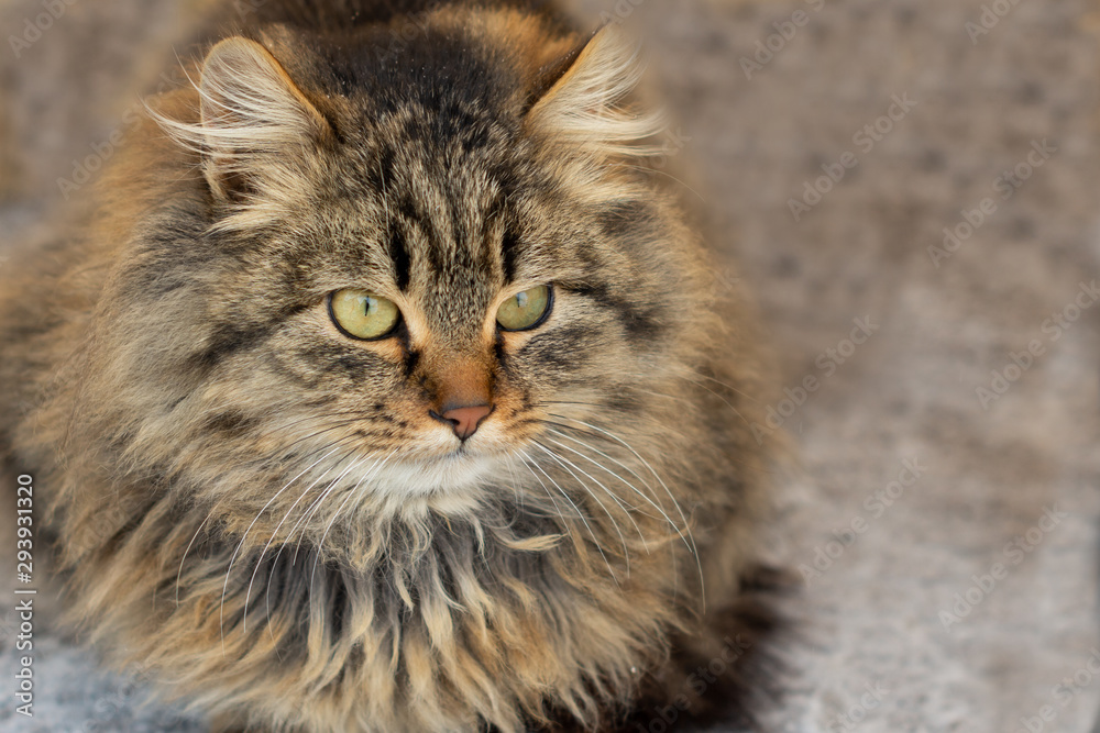 a gray and brown fluffy cat sits in winter and shows its tongue. Yellow blurred background