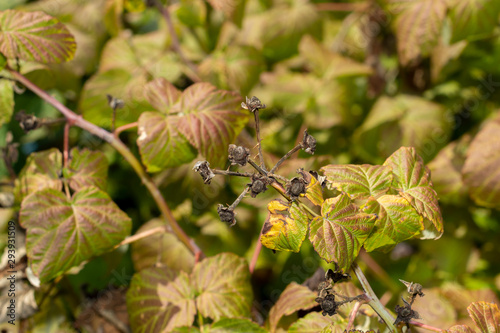 diseased leaves in spots of rotten blackcurrant. Protection against diseases and pests in the garden