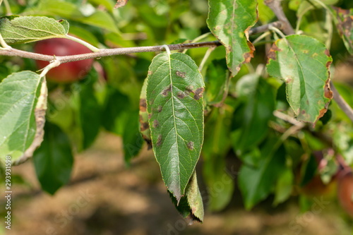 Canvas Print scab on the leaves and fruits of an apple tree close-up