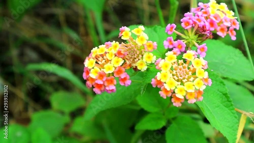 pink orange yellow lantana camara various color bloom in the garden has green leaves1 photo