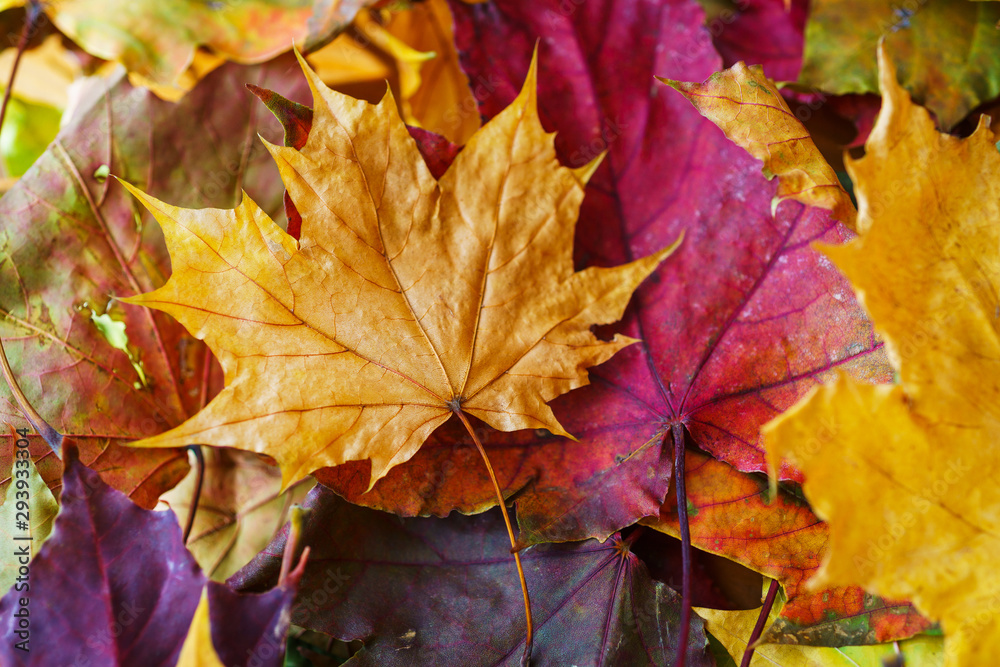 Autumn background, Bright yellow autumn leaves on the ground. Autumn background, Bright yellow autumn leaves on the ground.