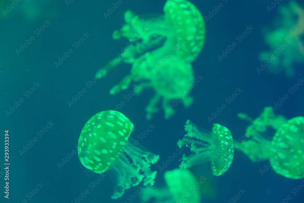 close up many fluorescent green jellyfish swimming in water. Blur background close up many fluorescent green jellyfish swimming in water. Blur background