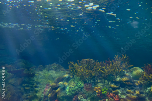 sunlight shining through sea surface to colorful corals and plants under water