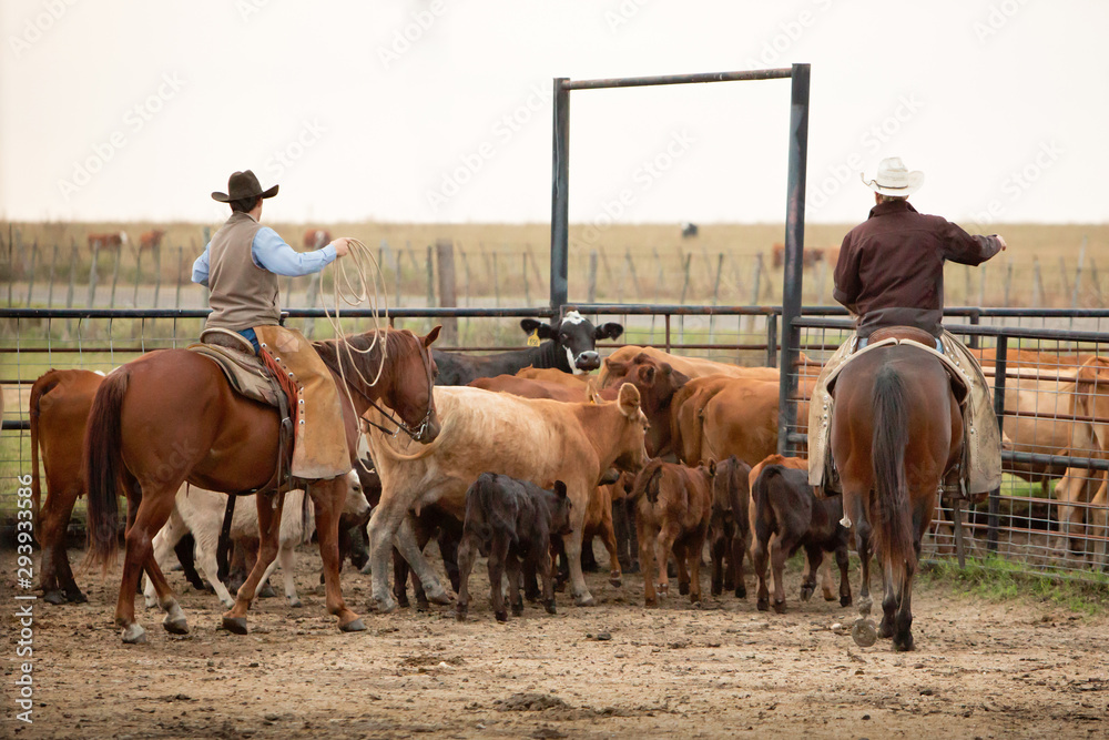 Cowboys rounding up cattle Cowboys rounding up cattle