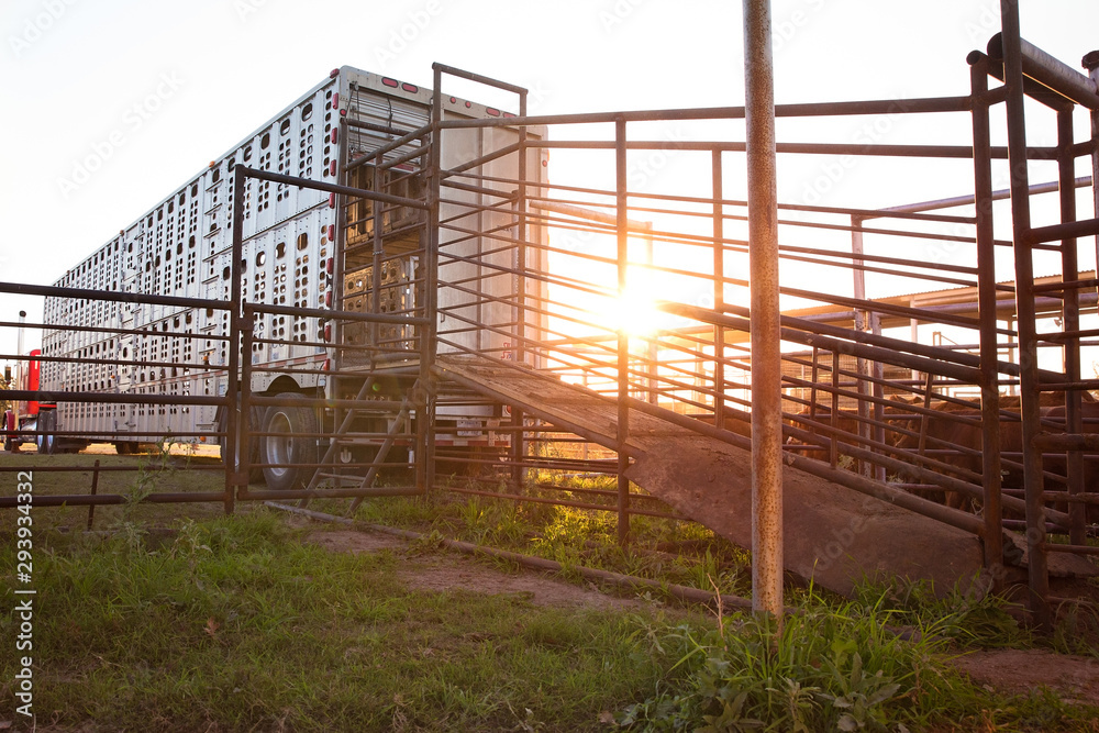 Cattle truck ready for shipping Cattle truck ready for shipping