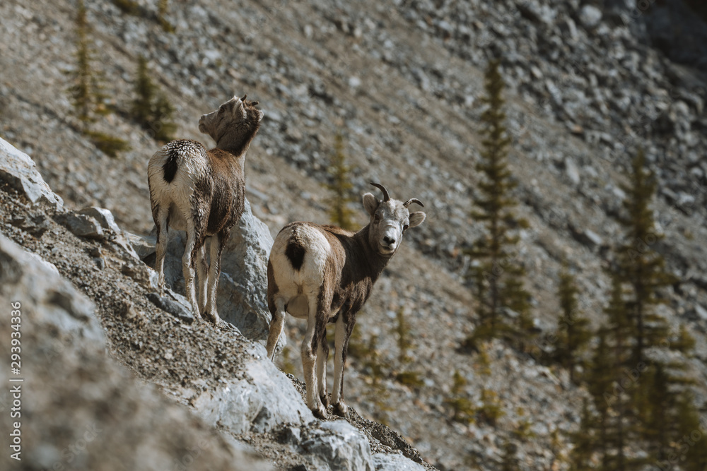 Wild goats in British Columbia climbing Rocky Mountains Wild goats in British Columbia climbing Rocky Mountains