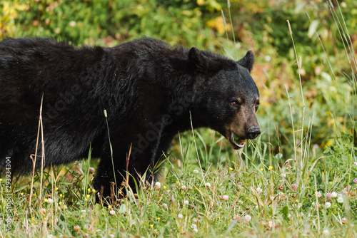 Black bear in Alaska wilderness feeding himself © Martin Hossa