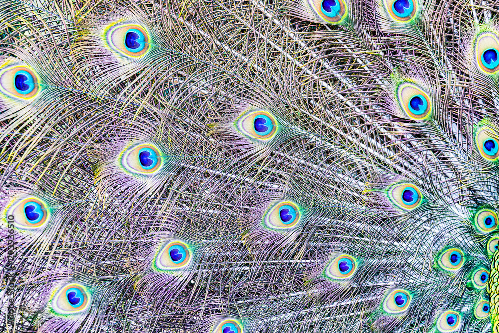 Obraz premium Multi-colored, iridescent feathers of the peacock's tail