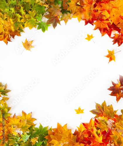 Autumn background with red  yellow  orange maple leaves