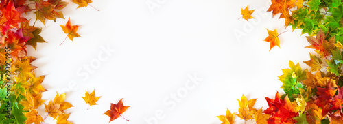 Autumn long background with red  yellow  orange maple leaves
