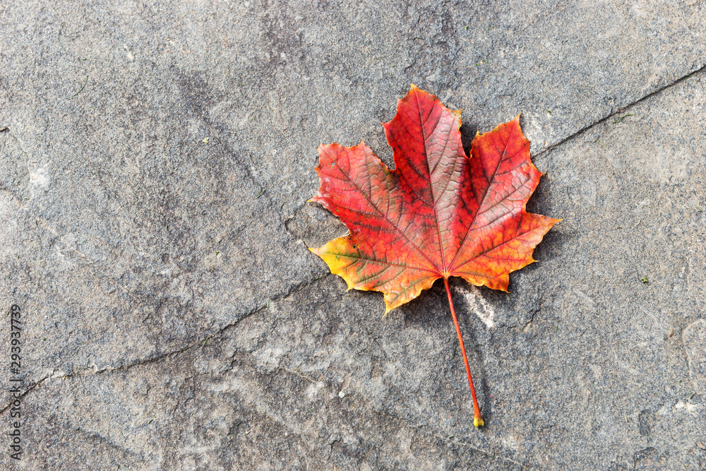 Colorful maple leaf on the dark asphalt. Indian Summer. Canada Colorful maple leaf on the dark asphalt. Indian Summer. Canada