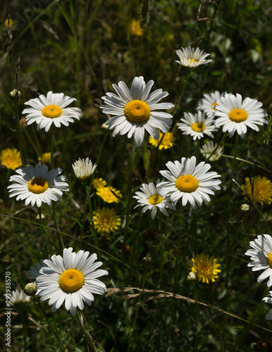 ox eye daisy