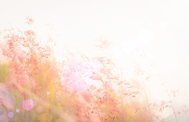 Soft pink grass flowers in golden sunlight with a dreamlike blurred background, perfect for romantic and tranquil nature themes.