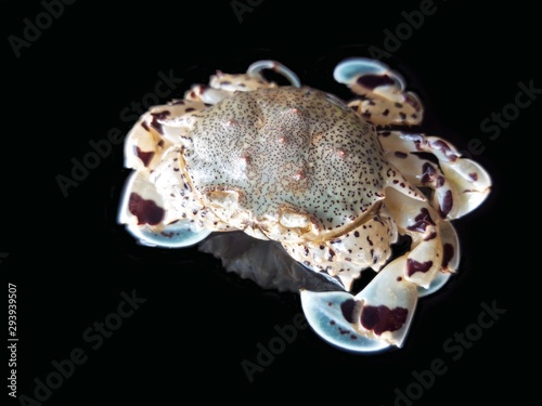 Colorful sea crab on white background