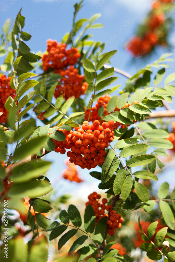 Sorbus sibirica. Rowan, bright berries on the tree. Rowan in the sun Sorbus sibirica. Rowan, bright berries on the tree. Rowan in the sun