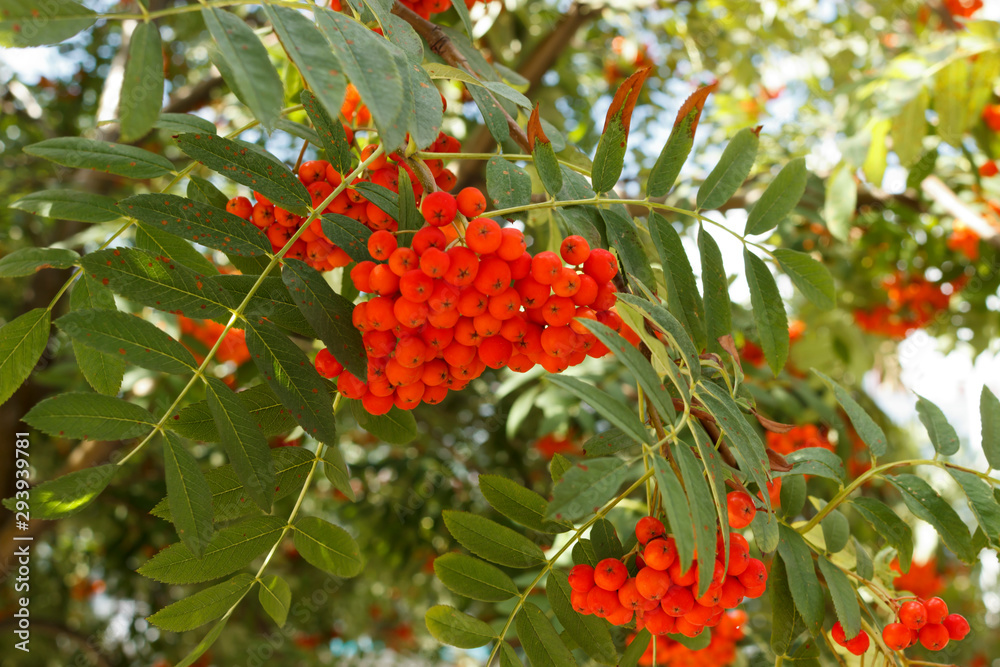Sorbus sibirica. Rowan, bright berries on the tree. Rowan in the sun Sorbus sibirica. Rowan, bright berries on the tree. Rowan in the sun