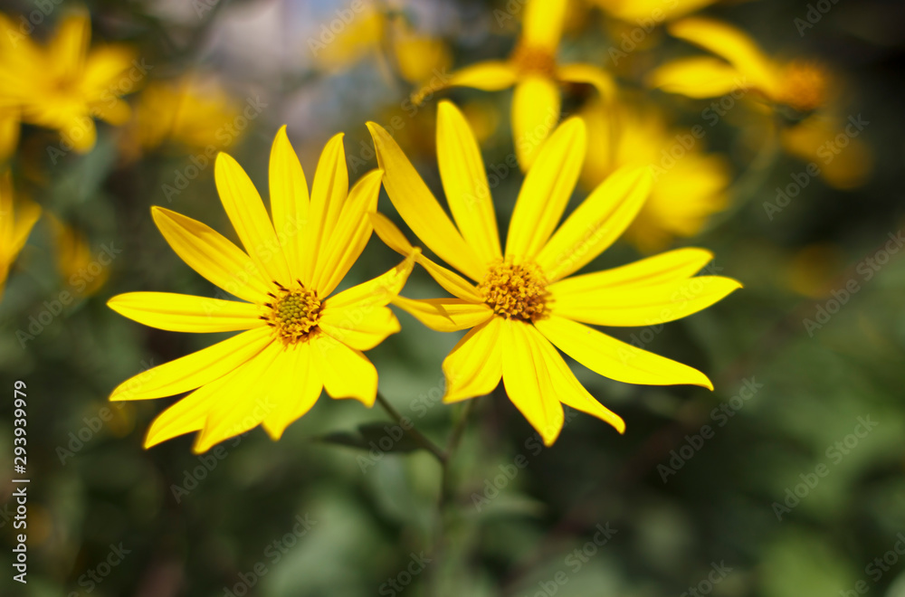 Jerusalem artichoke, bright yellow flowers in daylight. Jerusalem artichoke, bright yellow flowers in daylight.