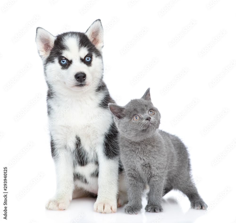 Siberian Husky puppy and british kitten looking away and up together. isolated on white background