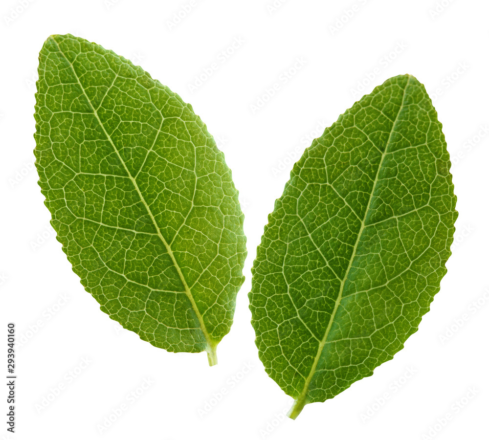 Obraz premium blueberry leaves isolated on white background.