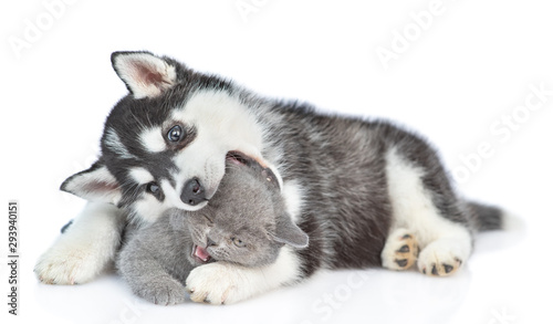 Playful Siberian Husky puppy embracing kitten and bitting her head. isolated on white background