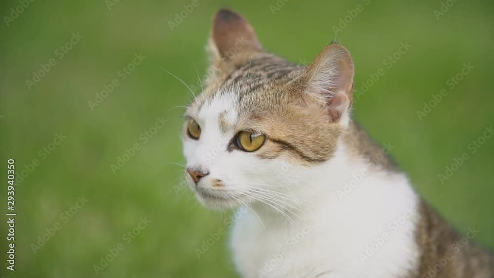 cat portrait on a background of green lawn cat portrait on a background of green lawn