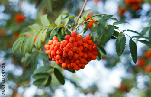 Sorbus sibirica. Rowan, bright berries on the tree. Rowan in the sun