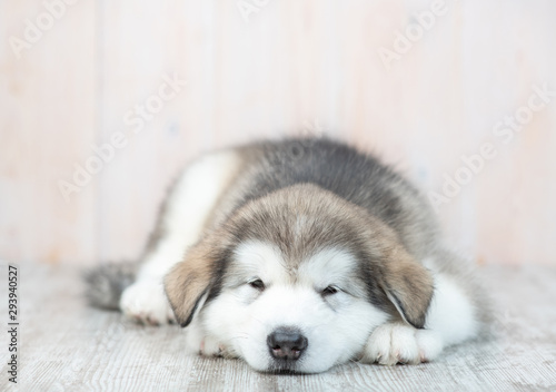 Sad alaskan malamute puppy lies on the floor at home. Empty space for text