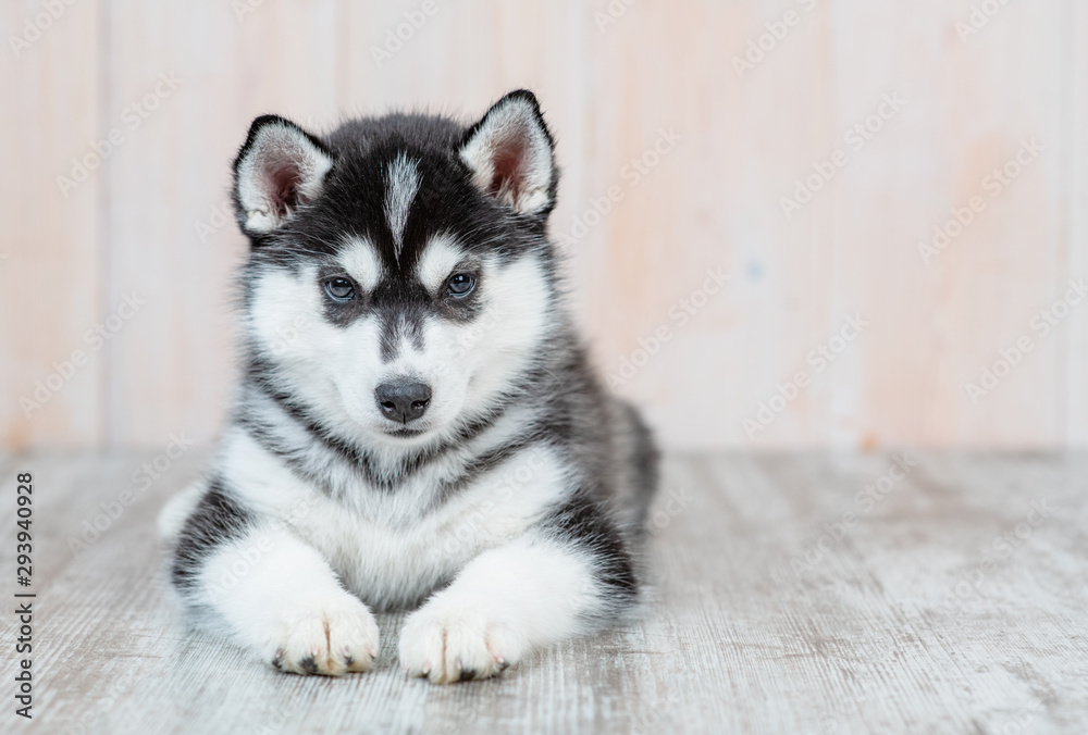 Siberian husky puppy lies on the floor at home. Empty space for text Siberian husky puppy lies on the floor at home. Empty space for text