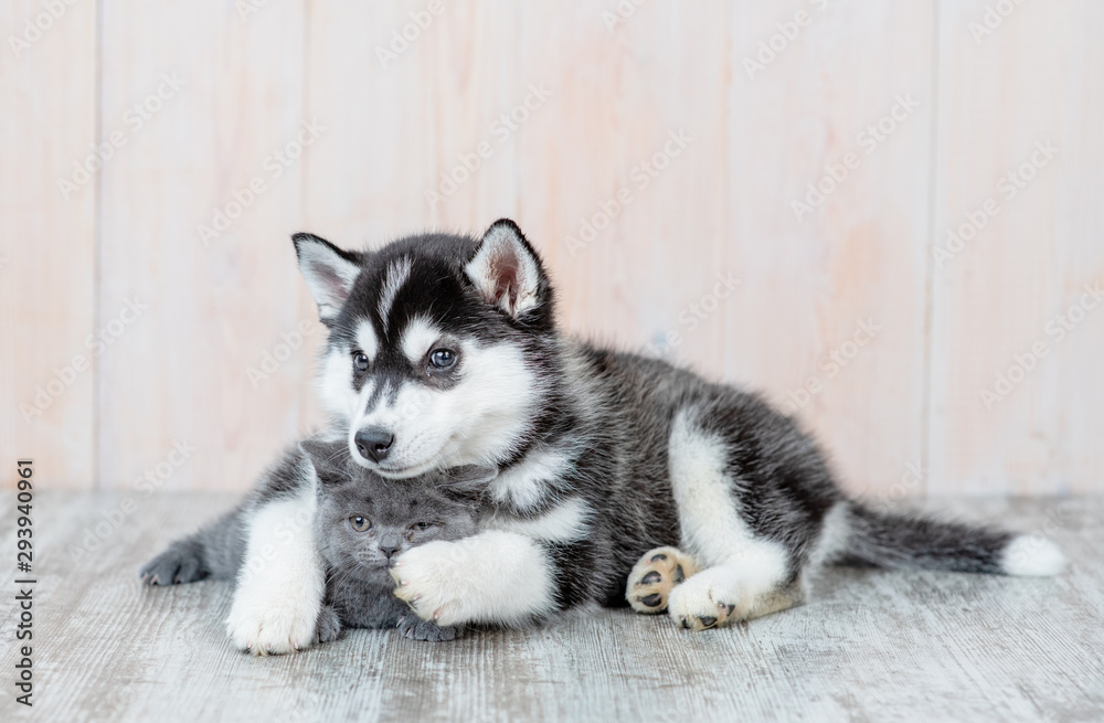 Siberian husky puppy embracing gray british kitten at home Siberian husky puppy embracing gray british kitten at home
