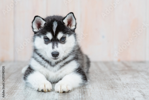 Siberian husky puppy lies on the floor at home. Empty space for text