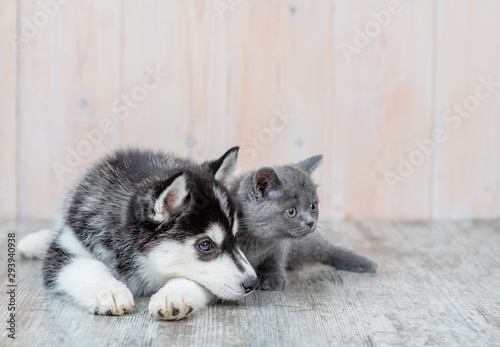Siberian husky puppy lies with a gray british kitten at home and looking away on empty space