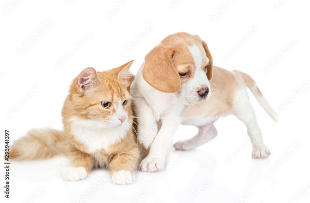 Beagle puppy and red tabby cat looking away on empty space. isolated on white background Beagle puppy and red tabby cat looking away on empty space. isolated on white background