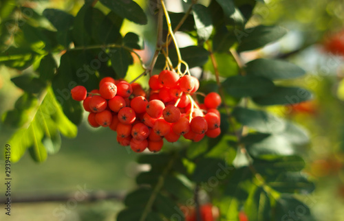 Sorbus sibirica. Rowan, bright berries on the tree. Rowan in the sun